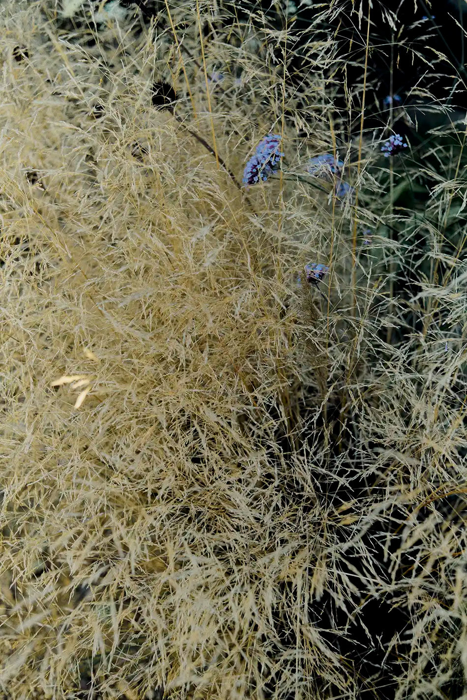 Leaf Twig & Zest - Room Spray