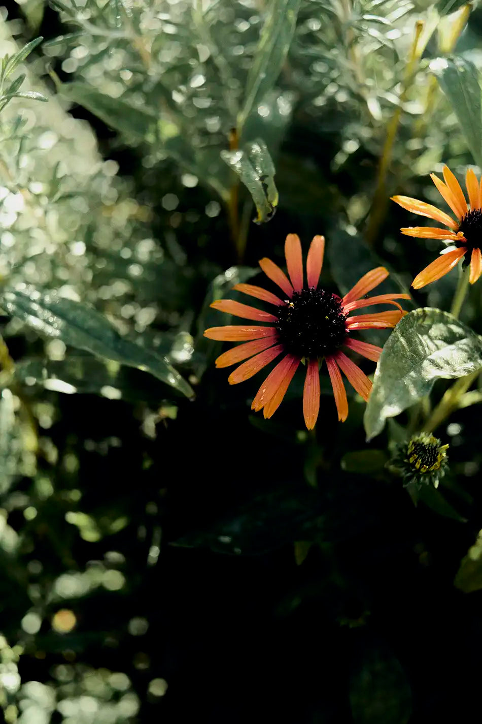 Spring Orange - Room Spray