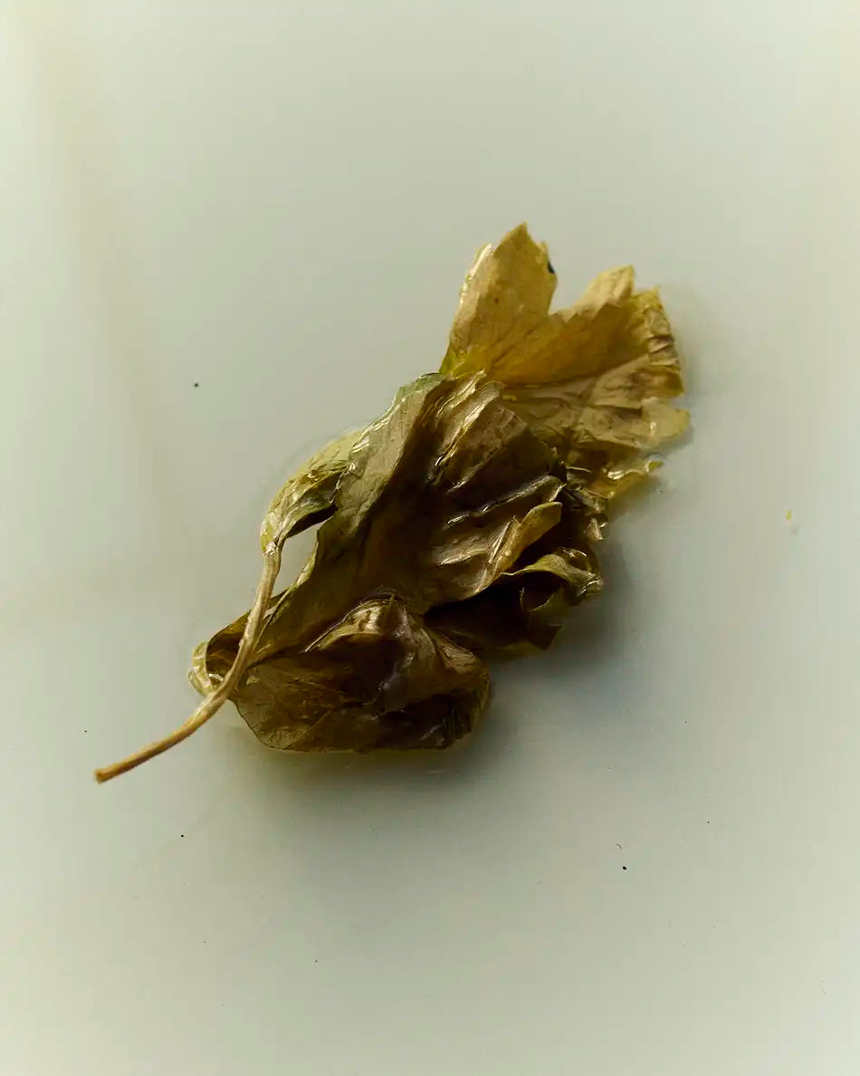 Leaf, Twig & Zest - Sea Mineral Body Wash